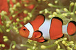 Clownfisch mit gelber Seeanemone