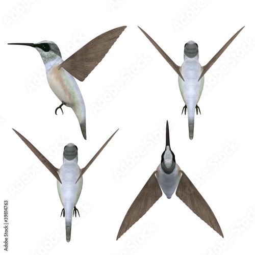 Fotoboard na płycie 3d odpłacają się colibri ptak