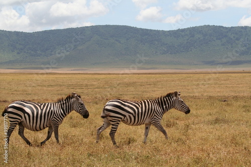 Plakat na papierze fotorealistycznym Safari