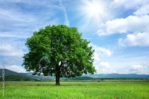Doppelrollo mit Motiv - Tree on green field (von Sunny Forest)