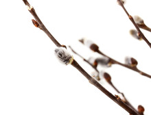 Pussy Willow Twigs Isolated On White