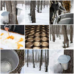 Wall Mural - Maple syrup production
