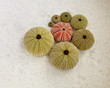 © anastasios71 - sea urchins