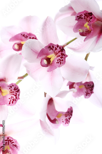 orchidea-na-bialym-tle