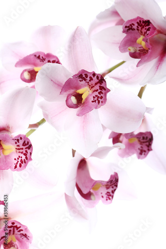 Obraz w ramie Orchid over white background