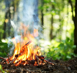 Bonfire in the forest.