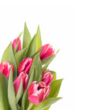 Fototapeta Kwiaty - tulips bunch isolated