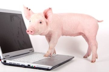 Small pig and a laptop