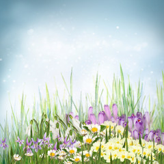 Wall Mural - Spring floral background with spring symbol flowers