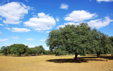 Oak Forest At Mediterranean Region