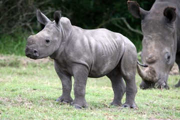 Wall Mural - baby rhinoceros