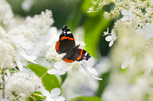 Tapeta ścienna Admirał motyl na białych kwiatach