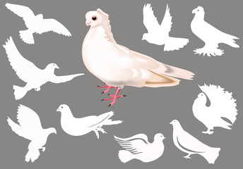 Sticker - white pigeons on grey