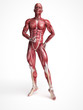 © Sebastian Kaulitzki - 3d rendered scientific illustration of the males muscles