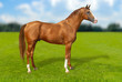 Red warmbllood horse on green grass