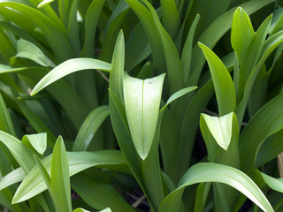 Wall Mural - Spring Growth