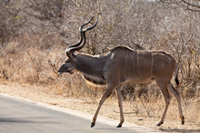 Nyala Antelope Walking In The Bushes