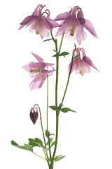 Wall Mural - columbine