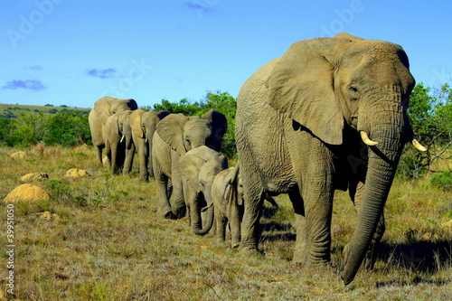 Photo  Elephant herd