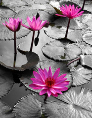 Wall Mural - water lily lotus flower and leaves