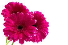 The Bouquet Of Bright Pink Gerbera