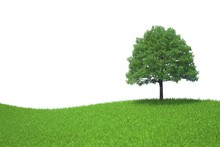Tree Growing On A Green Meadow Isolated On White Background