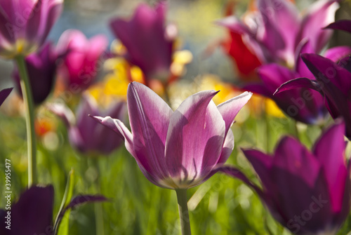 Colorful tulips in the garden