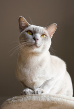 Burmese Shorthair Cat