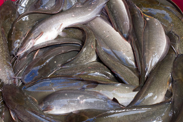 eels, many eels together in a bowl at market.