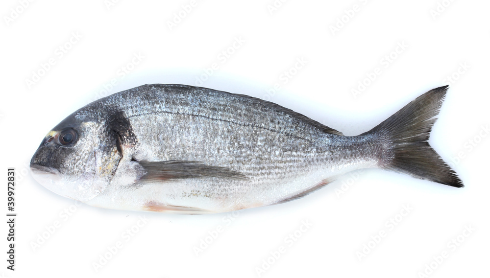 Fresh fish isolated on white