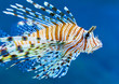 Lionfish in blue water