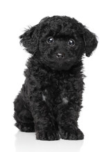 Black Toy Poodle Puppy