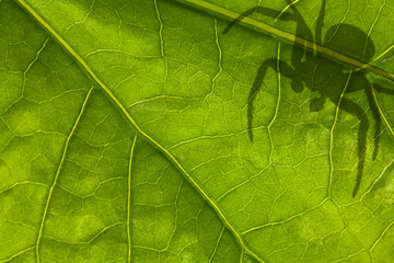 Canvas Print - green leaf and spider shadow