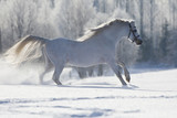 Fototapeta Konie - White Welsh horse running in winter
