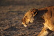 Walking lioness