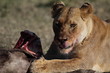 lioness eating prey