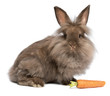 A cute chocolate lionhead bunny rabbit with a carrot