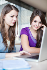 Wall Mural - Two female college students working on a laptop computer