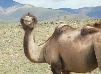 Wall Mural - Bactrian camels