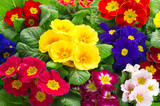 Fototapeta  - colorful fresh spring primula flowers