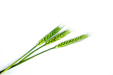 Green wheat ears