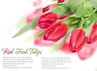 Red tulips isolated on white