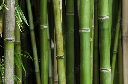 Dekoracja na wymiar  bambus-i-liscie