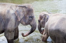 Two Young Elephants At The Water