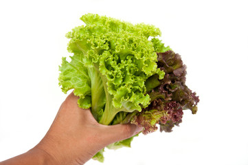 Holding salad in the white background