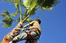 Pruning A Palm Tree, High Up