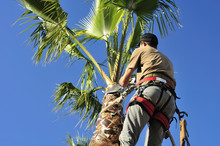 Tree Surgeon In Harness Trims Palm Tree