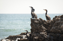 Cormorants Resting