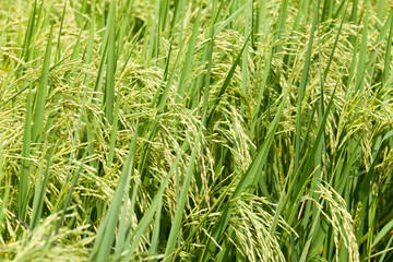 green paddy rice in field.