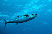Dog-tooth Tuna In Water Of Indian Ocean, Maldives